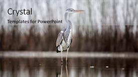  Presentation with sports fishing - PPT layouts enhanced with ornithology - grey heron fishing background and a light gray colored foreground