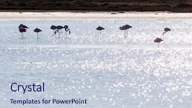  Presentation with flamingo - PPT layouts consisting of ornithology - group of greater flamingo phoenicopterus background and a lemonade colored foreground