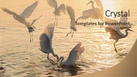  Presentation with spread - Amazing theme having ornithology - group of white egrets spread backdrop and a coral colored foreground