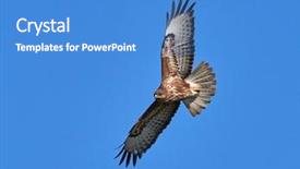  Presentation with kite - Presentation theme enhanced with ornithology - kite flying in natural habitat background and a  colored foreground