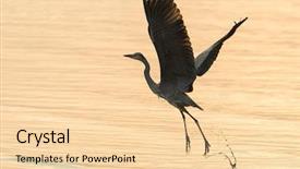  Presentation with natural fibers - Slide deck enhanced with ornithology - portrait of natural grey heron background and a lemonade colored foreground