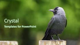  Presentation with jackdaw - Slides featuring ornithology - side view of an adult background and a tawny brown colored foreground