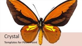  Presentation with butterfly - Presentation design consisting of ornithoptera-croesus-toeantei-butterfly-isolated background and a gold colored foreground