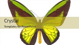  Presentation with monarch butterfly isolated on white - Audience pleasing theme consisting of ornithoptera goliath birdwing butterfly isolated backdrop and a gold colored foreground