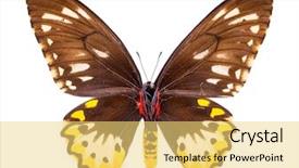  Presentation with brown and yellow - PPT theme with ornithoptera goliath samson or arfakensis background and a yellow colored foreground