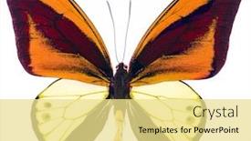  Presentation with orange butterfly - Presentation theme enhanced with ornithoptera-goliath background and a blonde colored foreground