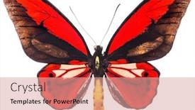  Presentation with butterfly - Presentation theme consisting of ornithoptera is an endangered red butterfly living in indonesia isolated on white background and a coral colored foreground