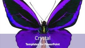  Presentation with solomon - Presentation design enhanced with ornithoptera-priamus-is-a-beutiful background and a violet colored foreground