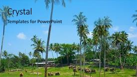  Presentation with elephant - Cool new presentation design with orphange - beautiful view of pinnawala elephant backdrop and a  colored foreground