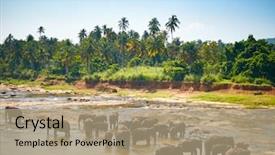  Presentation with sri lanka tamil - Presentation theme consisting of orphange - elephants bathing sri lankan elephants background and a coral colored foreground