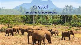  Presentation with sri lanka - Presentation design consisting of orphange - elephants in park pinawella sri background and a light blue colored foreground