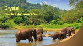  Presentation with sri lanka temples - Amazing presentation theme having orphange - elephants in river take backdrop and a tawny brown colored foreground
