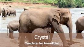  Presentation with elephant - Beautiful PPT theme featuring orphange - female elephant feeds the baby backdrop and a tawny brown colored foreground