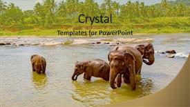  Presentation with sri lanka - Amazing PPT theme having orphange - funny elephants in river take backdrop and a gold colored foreground
