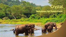  Presentation with jungle - Presentation theme having orphange - group of elephans in jungle background and a  colored foreground