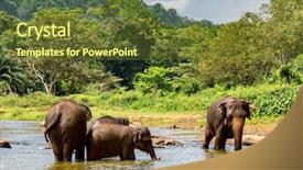  Presentation with elephants - Slide deck with orphange - group of elephants in river background and a tawny brown colored foreground
