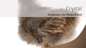  Presentation with chicken - Colorful PPT theme enhanced with orpington a breed of chicken 3 weeks old standing in front of white background backdrop and a white colored foreground