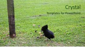 Presentation with chicks - Audience pleasing presentation theme consisting of orpington hen with chicks orpington backdrop and a mint green colored foreground