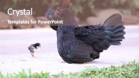  Presentation with chicks - Amazing slide set having orpington hen with chicks orpington backdrop and a coral colored foreground