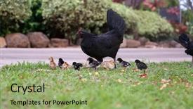  Presentation with chicks - Presentation design featuring orpington hen with chicks orpington background and a mint green colored foreground