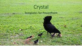  Presentation with chicks - Presentation design with orpington hen with chicks orpington background and a mint green colored foreground