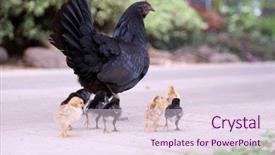  Presentation with chicks - Cool new slide set with orpington hen with chicks orpington backdrop and a lemonade colored foreground