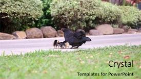  Presentation with chicks - Presentation theme with orpington hen with chicks orpington background and a  colored foreground