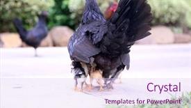 Presentation with chicks - Audience pleasing presentation theme consisting of orpington hen with chicks orpington backdrop and a sky blue colored foreground
