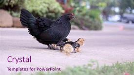  Presentation with chicks - PPT theme consisting of orpington hen with chicks orpington background and a  colored foreground