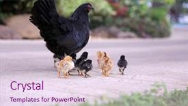  Presentation with chicks - PPT layouts having orpington hen with chicks orpington background and a  colored foreground