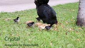  Presentation with chicks - Cool new slide deck with orpington hen with chicks orpington backdrop and a  colored foreground