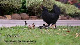  Presentation with chicks - Slide set with orpington hen with chicks orpington background and a  colored foreground