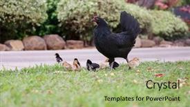  Presentation with chicks - PPT theme consisting of orpington hen with chicks orpington background and a  colored foreground