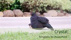  Presentation with chicks - Cool new PPT layouts with orpington hen with chicks orpington backdrop and a  colored foreground