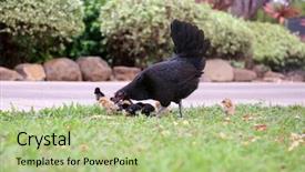  Presentation with chicks - Slide set featuring orpington hen with chicks orpington background and a  colored foreground