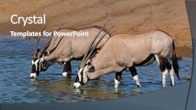  Presentation with water park - PPT layouts featuring oryx gazella drinking water etosha background and a coral colored foreground