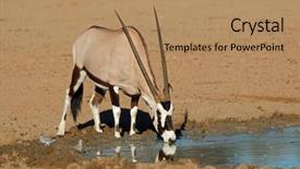  Presentation with drinking water - PPT layouts with oryx gazella drinking water kalahari background and a coral colored foreground