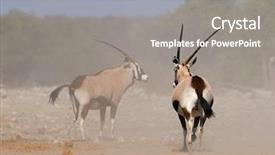  Presentation with coal dust - Presentation consisting of oryx gazella in dust etosha background and a gray colored foreground