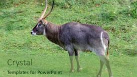  Presentation with grazing - Audience pleasing presentation design consisting of oryx gazelle grazing backdrop and a seafoam green colored foreground