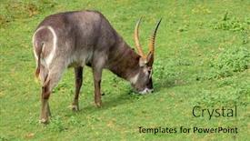  Presentation with grazing - Cool new slide set with oryx gazelle grazing backdrop and a yellow colored foreground