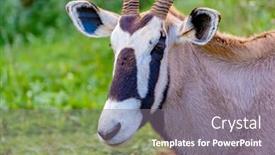  Presentation with grazing - PPT theme having oryx gazelle grazing background and a gray colored foreground