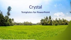  Presentation with rice field - Presentation theme having oryza - rice field in sri lanka background and a sky blue colored foreground