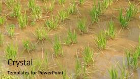  Presentation with rice field - Presentation with oryza - rice growing in the water background and a  colored foreground