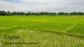  Presentation with rice fields - Audience pleasing PPT theme consisting of oryza - rice paddy fields backdrop and a gold colored foreground
