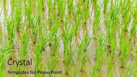  Presentation with rice paddy - Presentation theme enhanced with oryza - young rice growing in paddy background and a yellow colored foreground