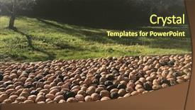  Presentation with drying food - Slide deck featuring os - drying walnuts on wooden table background and a tawny brown colored foreground