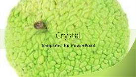  Presentation with orange fruit - Beautiful PPT layouts featuring osage-orange-fruit-maclura-pomifera backdrop and a yellow colored foreground