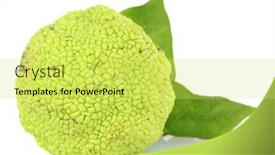  Presentation with orange fruit - Audience pleasing PPT theme consisting of osage-orange-fruit-maclura-pomifera backdrop and a yellow colored foreground