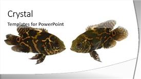  Presentation with oscar - Cool new presentation theme with oscar - two fish are looking backdrop and a white colored foreground