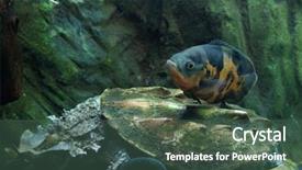  Presentation with oscar - Presentation theme enhanced with oscar astronotus ocellatus swimming background and a ocean colored foreground